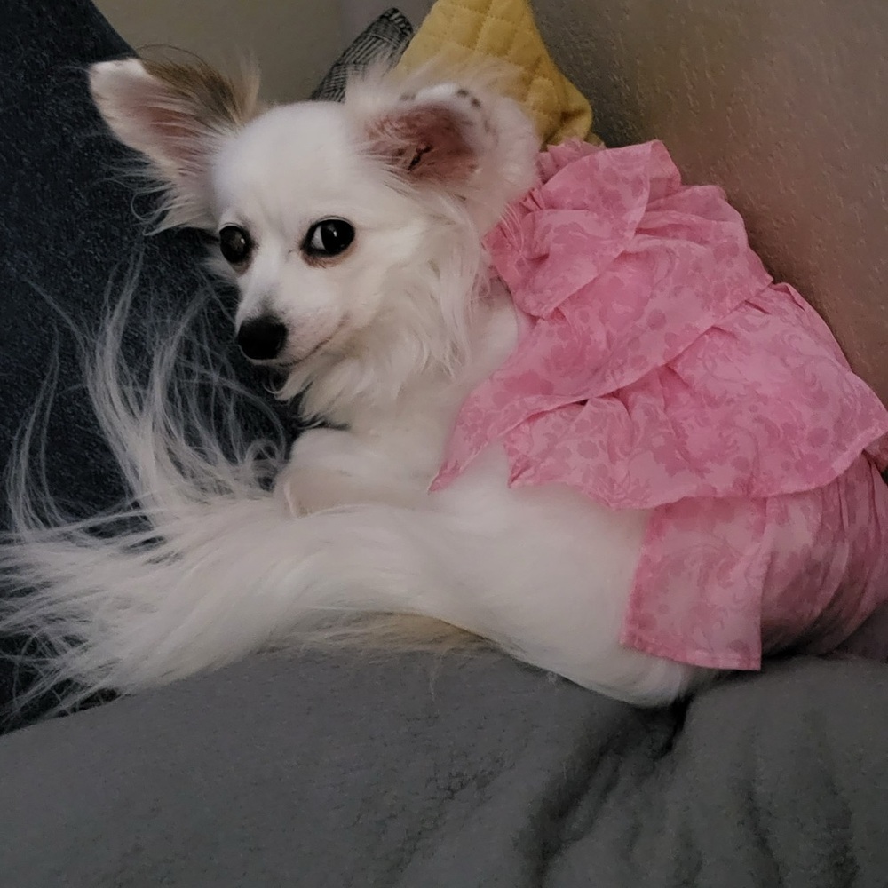 Dog Pink Layered Dress with Floral Detail